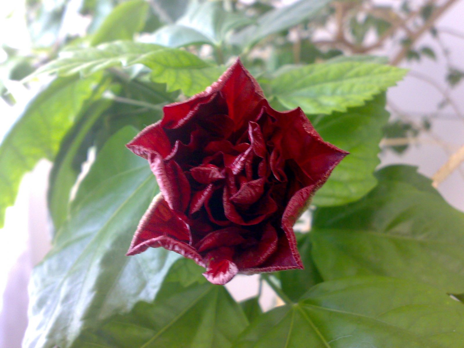 гібіскус, китайська роза