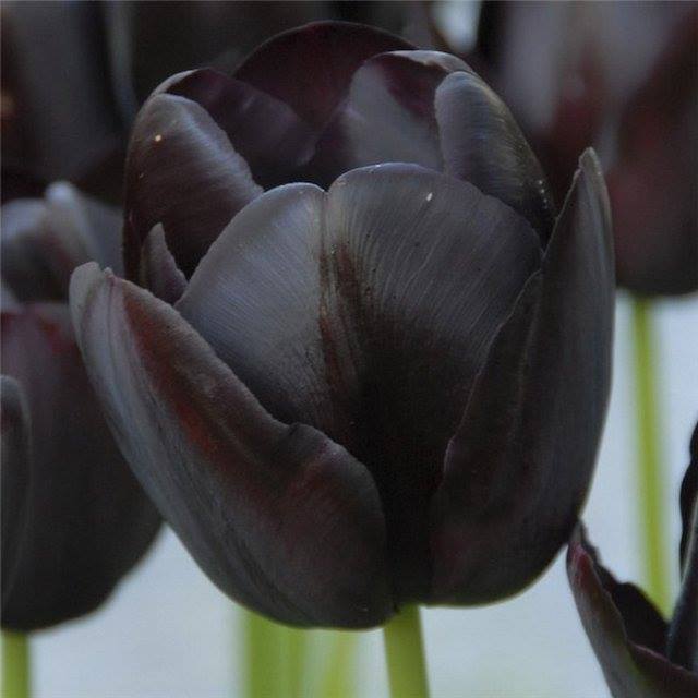 чорний тюльпан