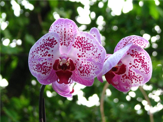 фаленопсиси (Phalaenopsis)