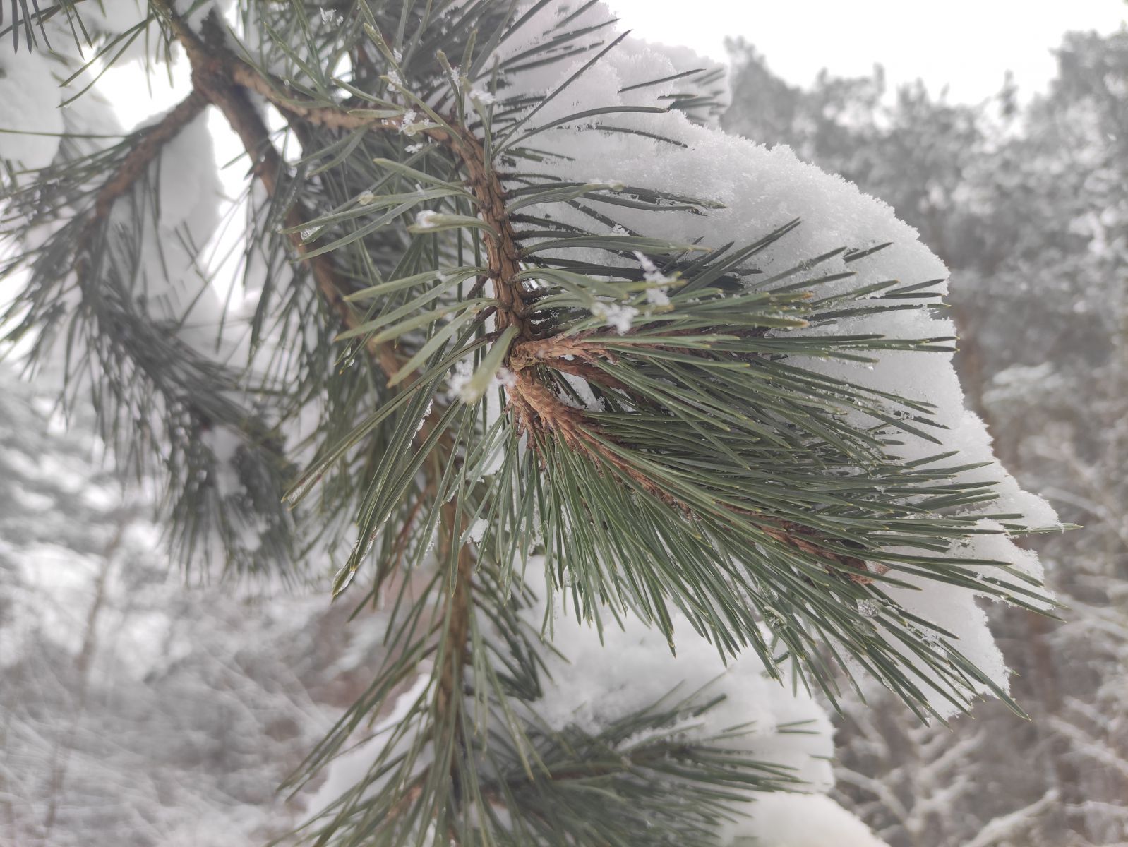 Формування сосни