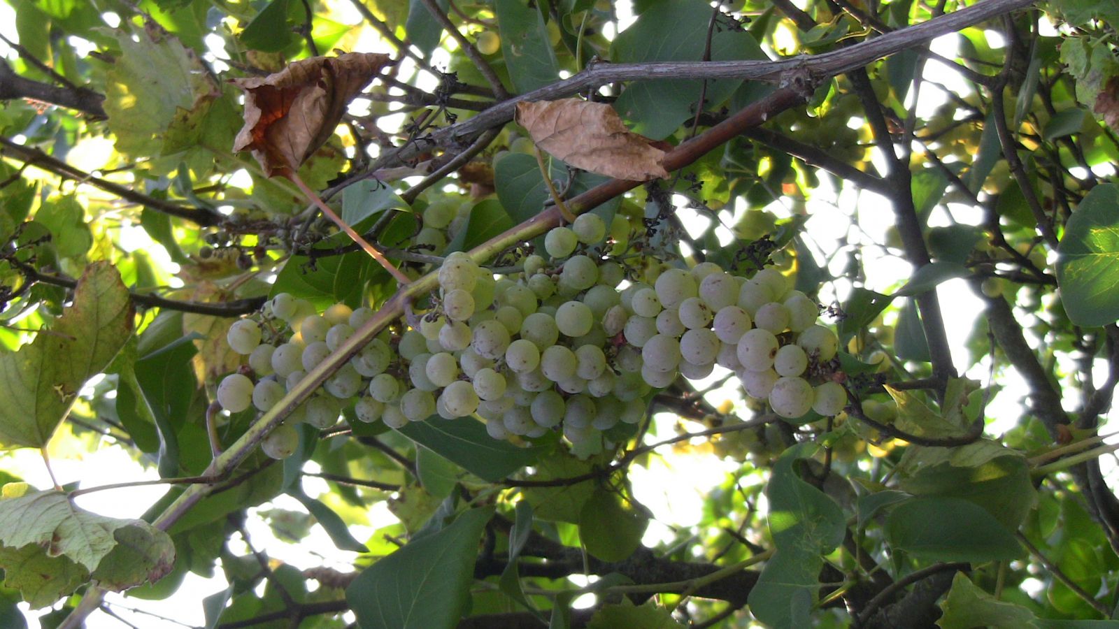 як садити виноград