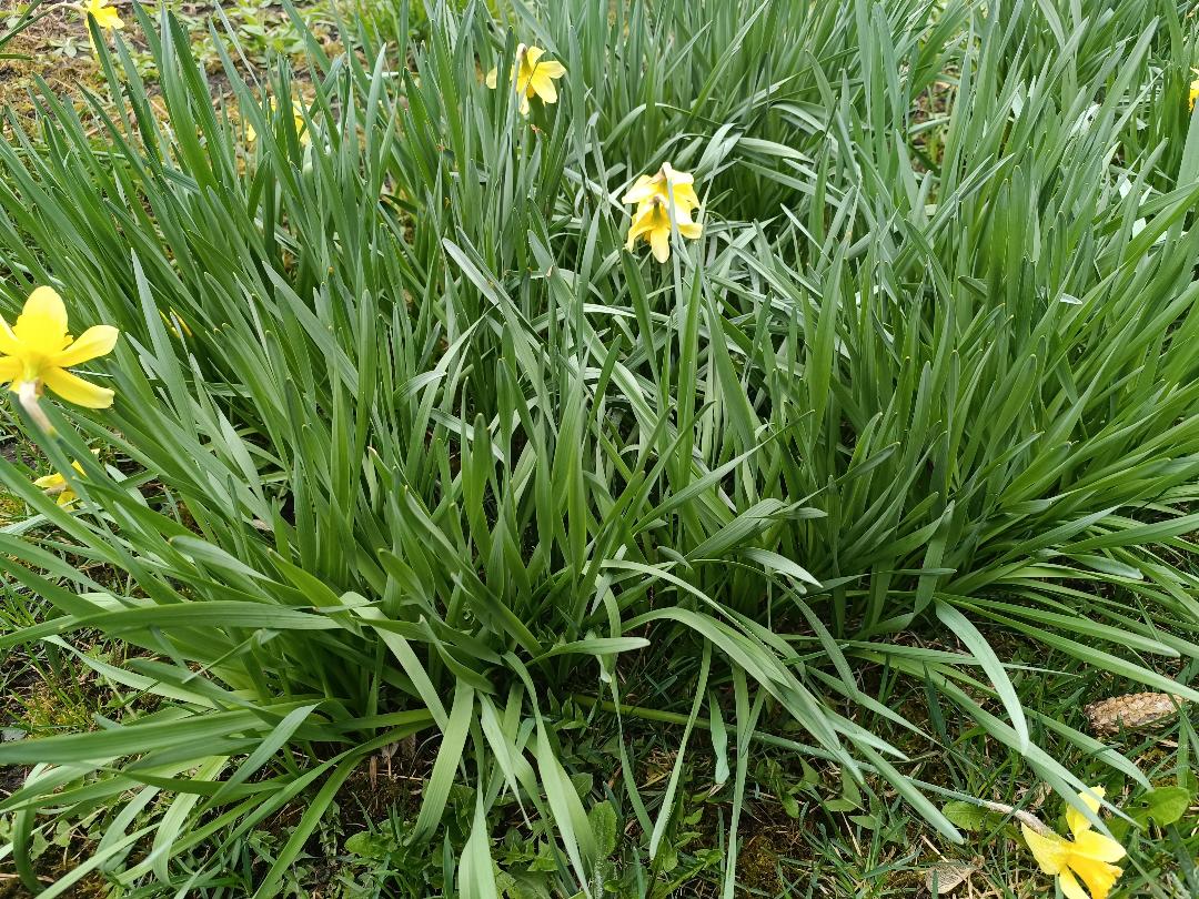 Чому не цвітуть нарциси