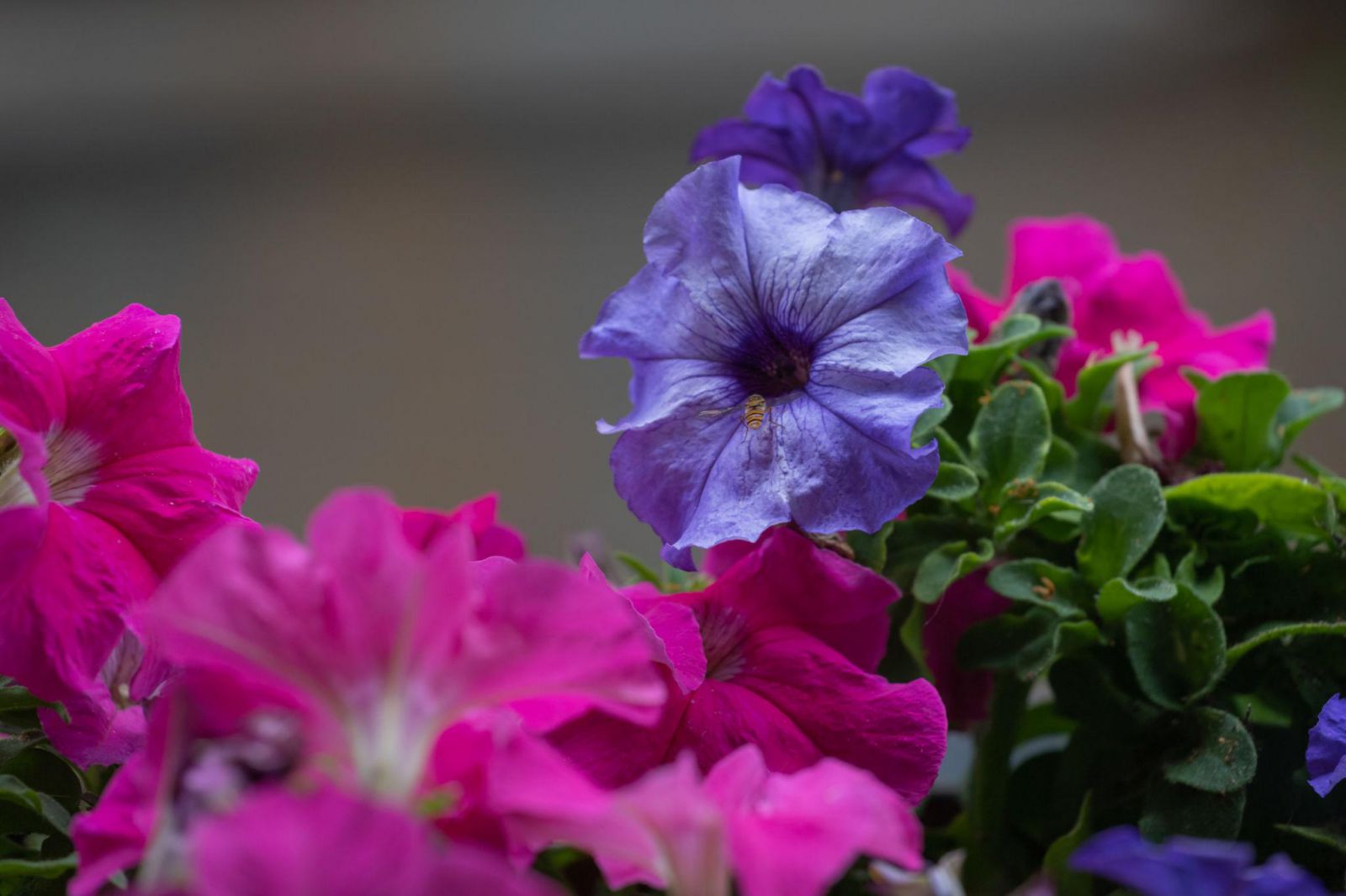 догляд петунія