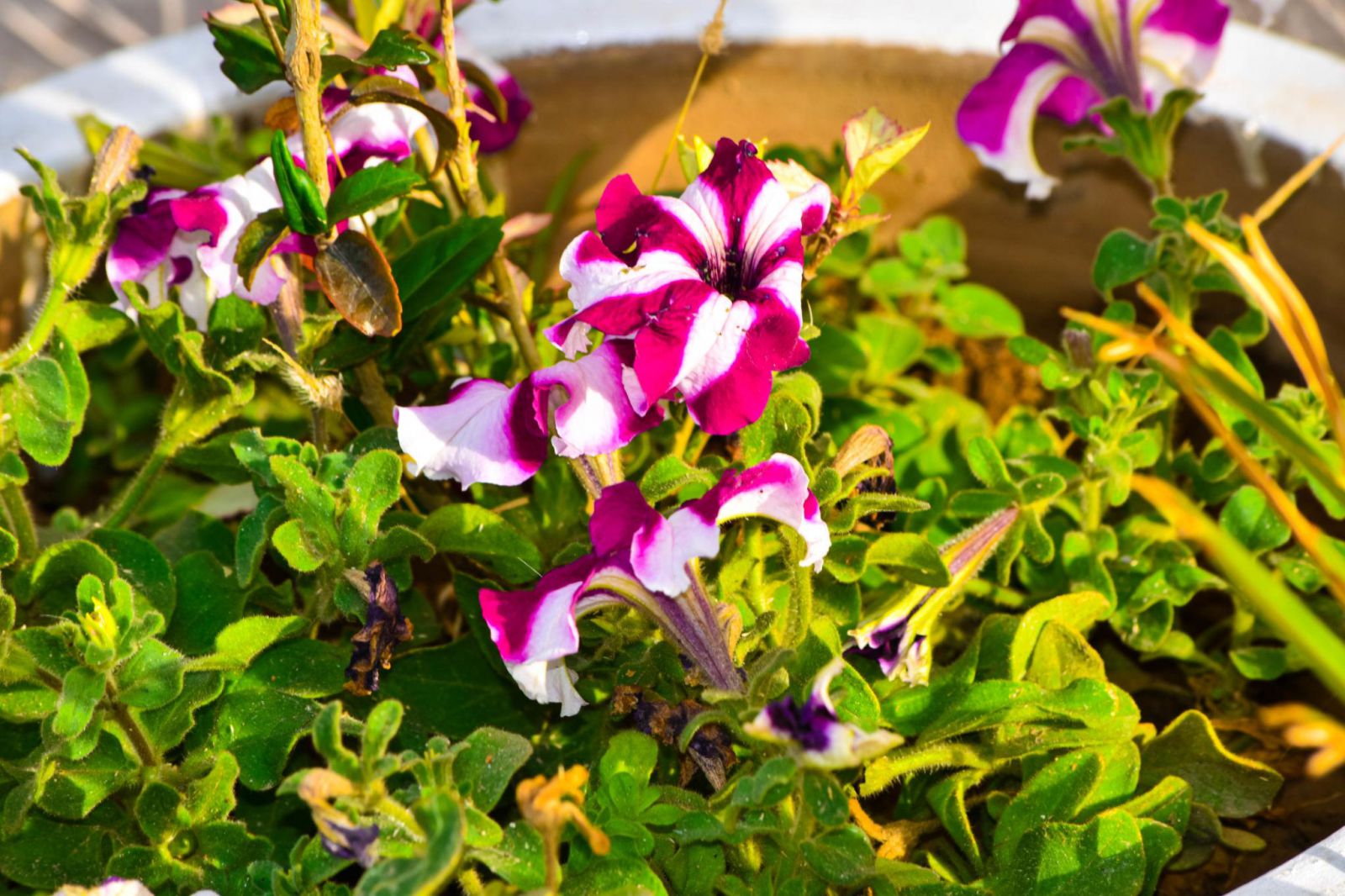 петунія догляд