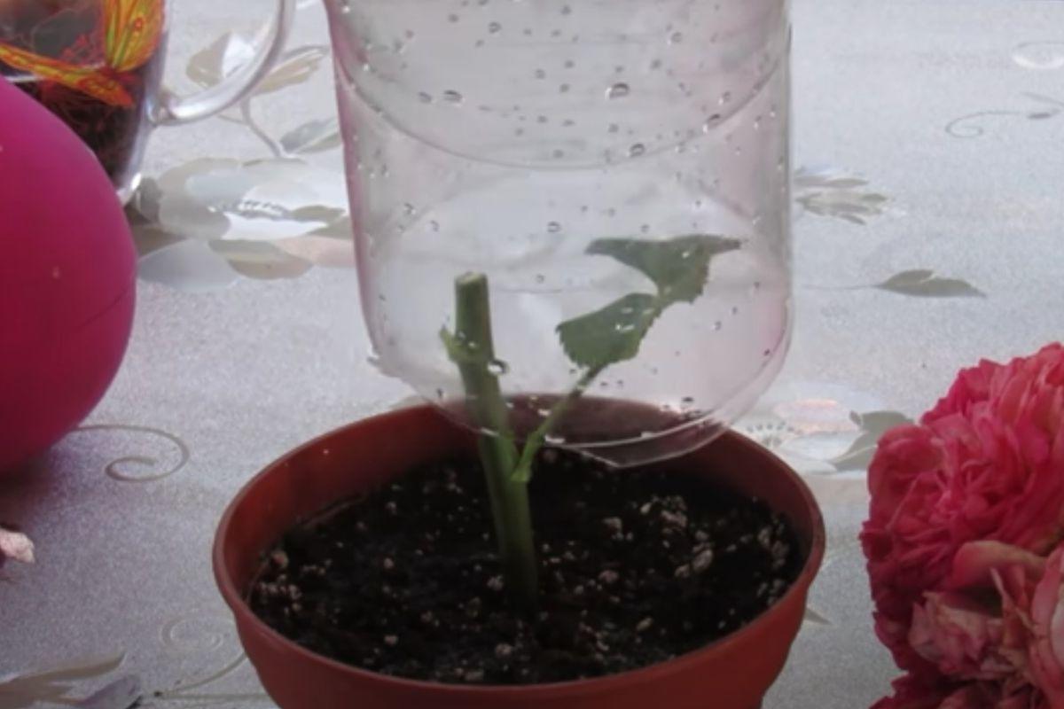 вкорінення троянд