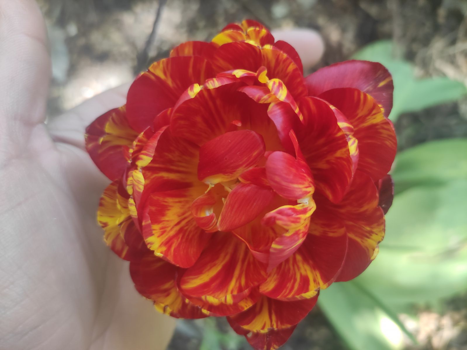 чому не цвітуть тюльпани