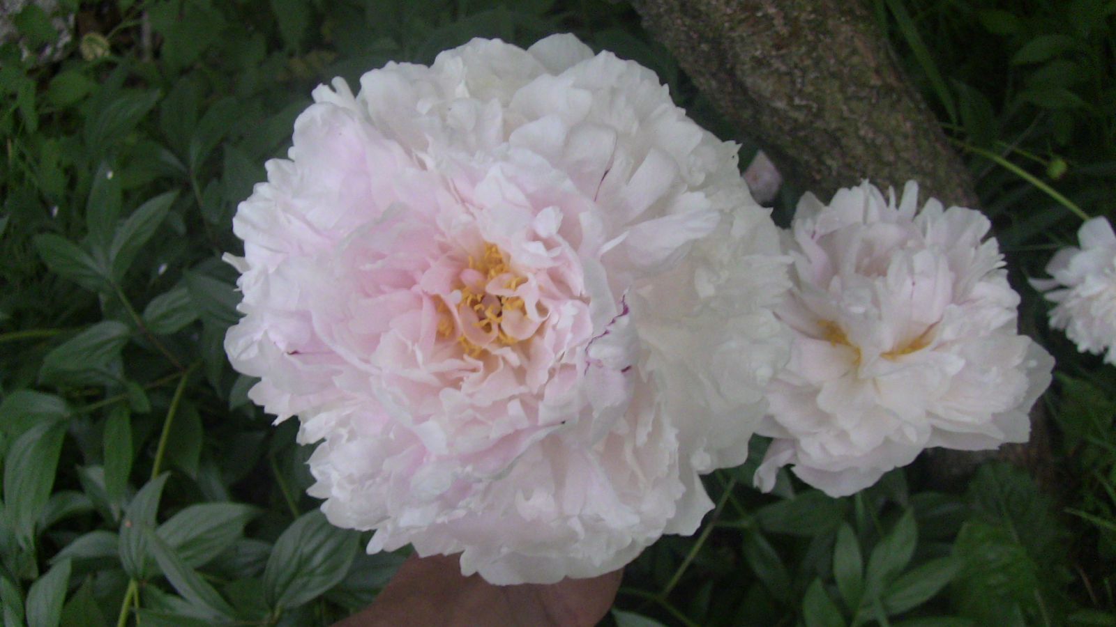 підживлення півонії