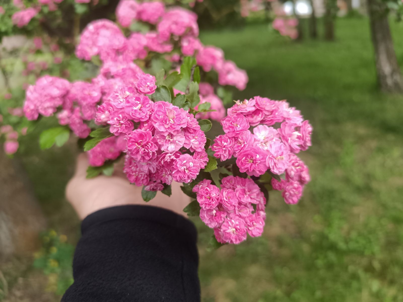 замість сакури глід