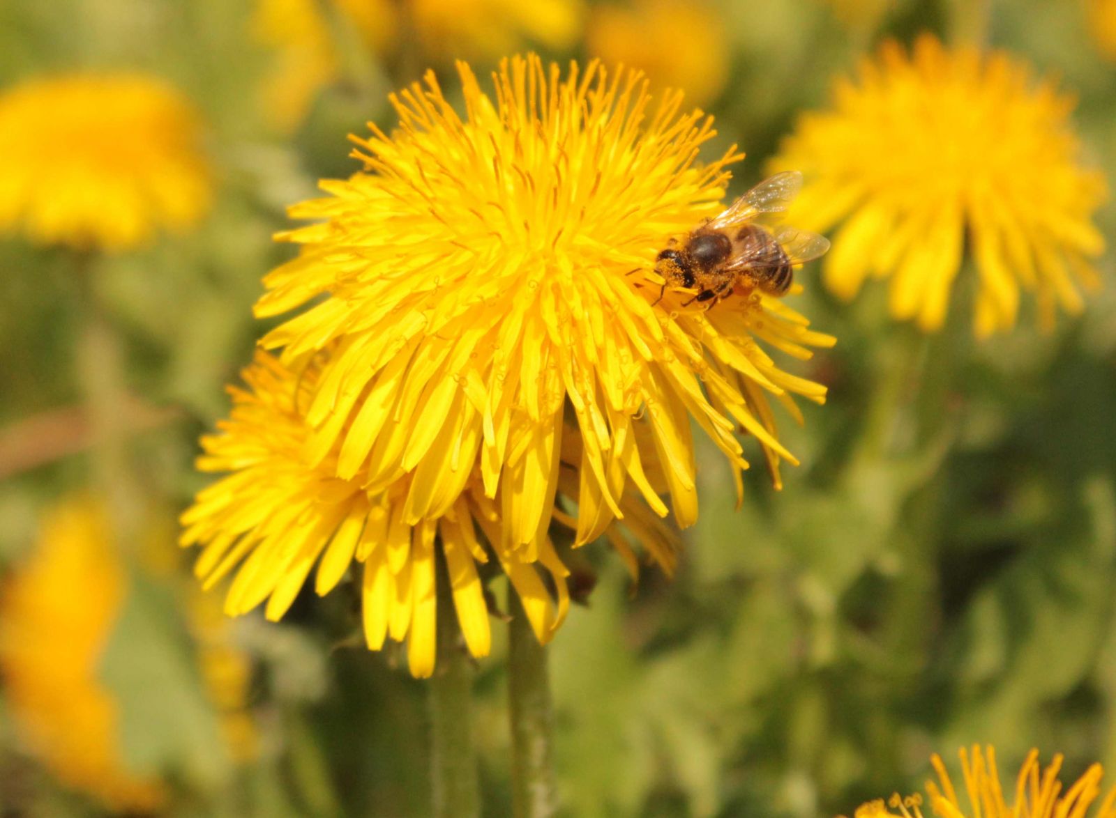 бджоли і екологія