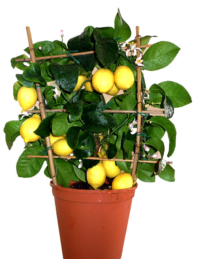 чому в лимона обпадає листя
