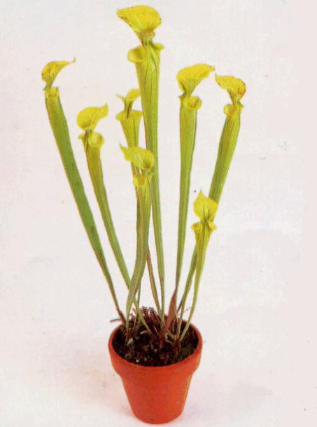 Жовта мухоловка (Sarracenia flava)